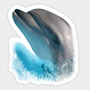 Dolphin nose Sticker